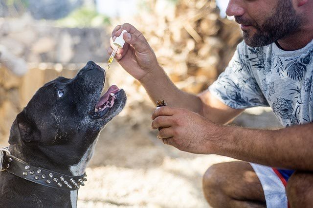 perro tomando aceite de cbd